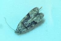 Altenia scriptella