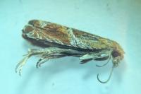 Ancylis obtusana