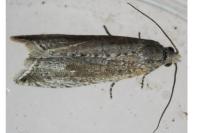 Bactra