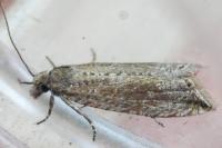 Bactra