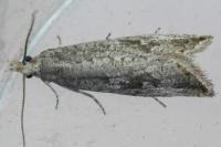 Bactra