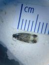 Endothenia marginana