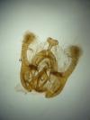 Endothenia marginana