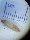 Nematopogon swammerdamella