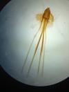 Nematopogon swammerdamella