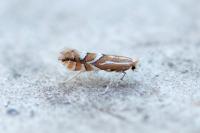 Phyllonorycter