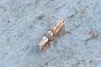 Phyllonorycter