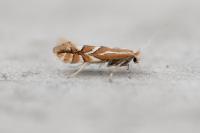 Phyllonorycter