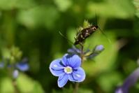 Cauchas fibulella