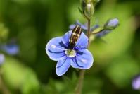 Cauchas fibulella