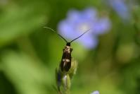 Cauchas fibulella