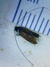 Cauchas rufimitrella