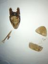 Cauchas rufimitrella