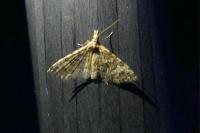 Alucita hexadactyla