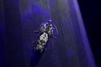Pammene argyrana