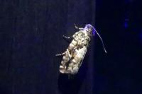 Pammene argyrana
