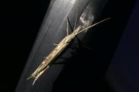 Ypsolopha mucronella