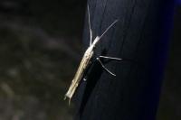 Ypsolopha mucronella