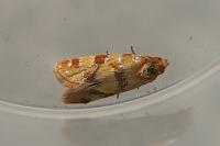 Aethes tesserana