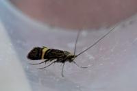 Adela croesella