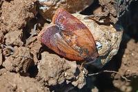 Cacoecimorpha pronubana