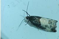 Notocelia cynosbatella