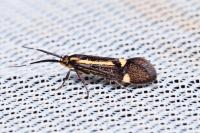 Esperia sulphurella
