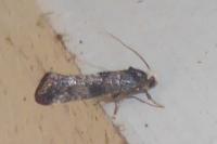 Swammerdamia pyrella