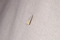 Phyllonorycter harrisella