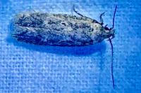Platyedra subcinerea