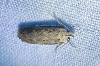 Platyedra subcinerea