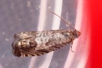 Cydia gr. succedana