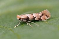 Phyllonorycter cephalariae