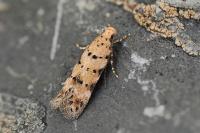 Pseudotelphusa occidentella
