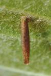 Coleophora trigeminella