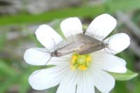 Coleophora lutarea