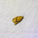 Clepsis consimilana