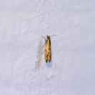 Ancylis apicella