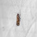 Rhyacionia pinivorana/miniatana