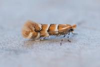 Phyllonorycter emberizaepenella