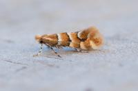 Phyllonorycter emberizaepenella