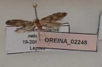 Paraswammerdamia nebulella