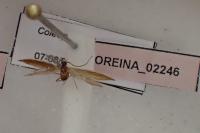 Coleophora sisteronica