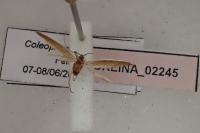 Coleophora sisteronica