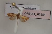 Gynnidomorpha rubricana