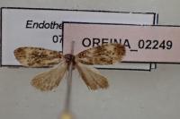 Endothenia marginana