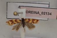 Aethes rutilana
