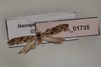 Nemapogon granellus