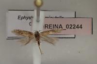 Ephysteris diminutella