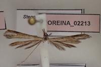 Stenoptilia zophodactyla